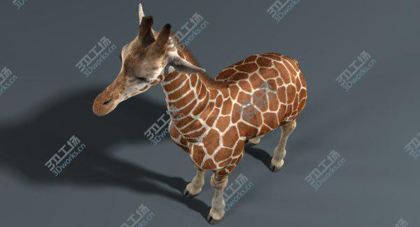 images/goods_img/20210312/Giraffe (Fur) model/1.jpg